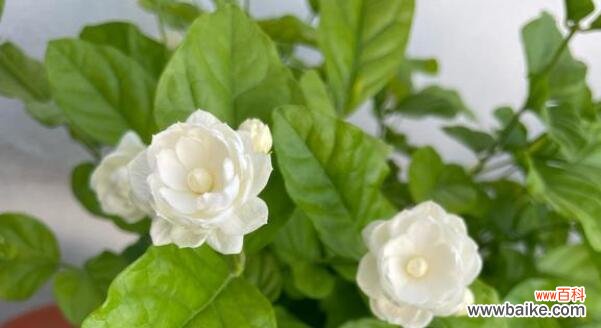 探究茉莉花的象征意义 茉莉之香