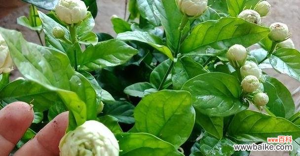 探究茉莉花的象征意义 茉莉之香