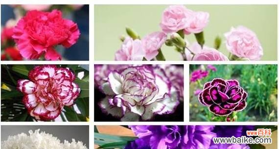 康乃馨 康乃馨之美——爱与坚韧