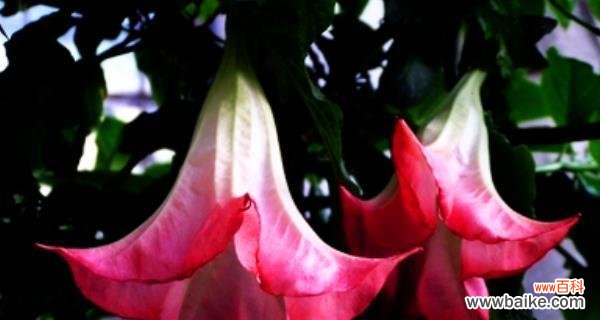 寻觅幸福之路 曼陀罗花花语传说——爱与希望的化身