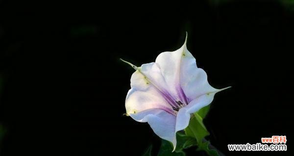 寻觅幸福之路 曼陀罗花花语传说——爱与希望的化身