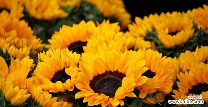 透过太阳花赋予生命正能量的暗示 太阳花的花语——阳光与希望的象征