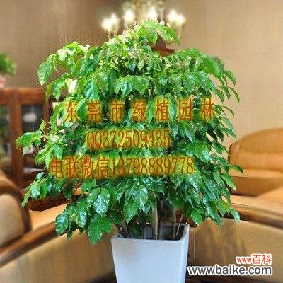 探索绿宝树的象征意义和生活中的应用 绿宝树的寓意及其启示
