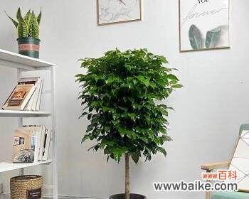 探索绿宝树的象征意义和生活中的应用 绿宝树的寓意及其启示