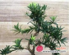 探索罗汉松的内涵及象征意义 解读罗汉松的寓意