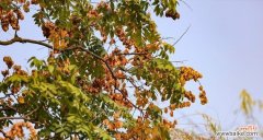 探寻栾树的文化内涵 栾树的象征意义