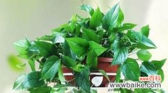 探寻绿萝花语的象征与寓意 绿萝花语