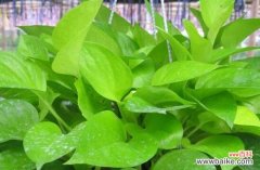 探索绿萝花语的神秘力量 绿萝花语之祈福与希望