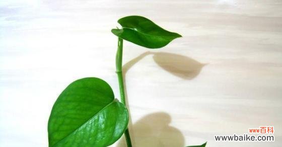 探索绿萝花语的神秘力量 绿萝花语之祈福与希望