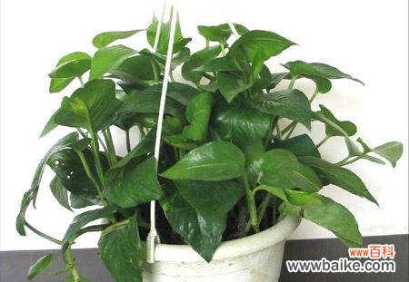 探索绿萝花语的神秘力量 绿萝花语之祈福与希望