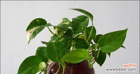 绿萝的含义 绿萝花语