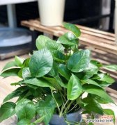 绿萝的含义 绿萝花语