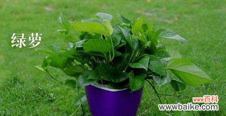 带给我们希望与幸福的绿萝 绿萝的花语