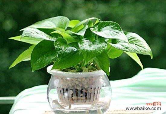 绿萝花语是什么 绿萝的花语及其深刻含义