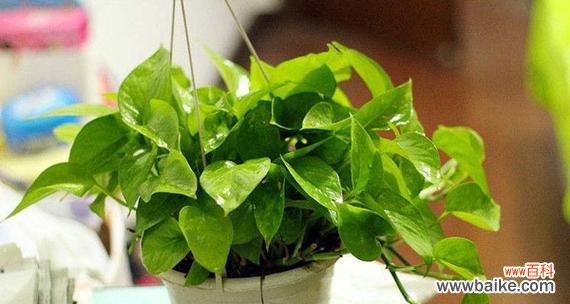 绿萝花语是什么 绿萝的花语及其深刻含义