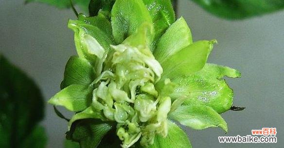 探索康乃馨花语中的秘密 绿色康乃馨花语的深刻含义