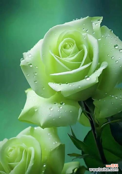 探索绿玫瑰的神秘与浪漫 绿玫瑰花语的美丽寓意