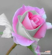 探寻绿玫瑰背后的神秘与美丽 绿玫瑰的花语及其意义