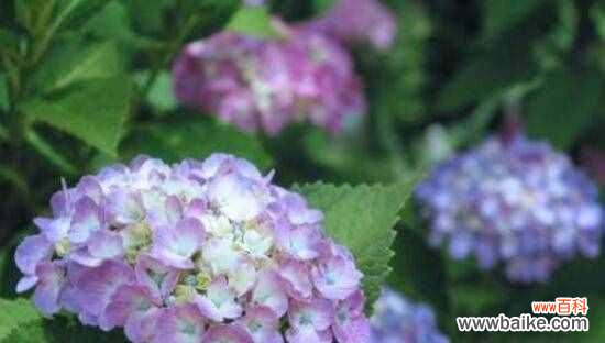 探寻绿菟葵的内涵与象征 绿菟葵的花语