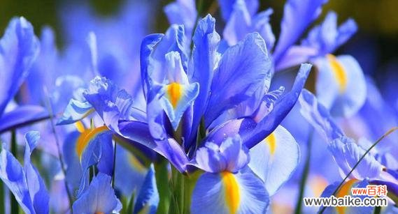 探寻绿菟葵的内涵与象征 绿菟葵的花语