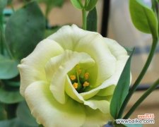 探究绿色洋桔梗的花语和象征意义 绿色洋桔梗花语的深意