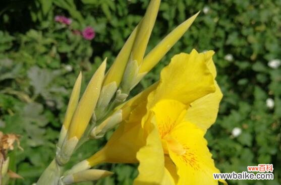 以马利筋花语的诠释与传承 以马利筋花语,探寻花开背后的情感世界