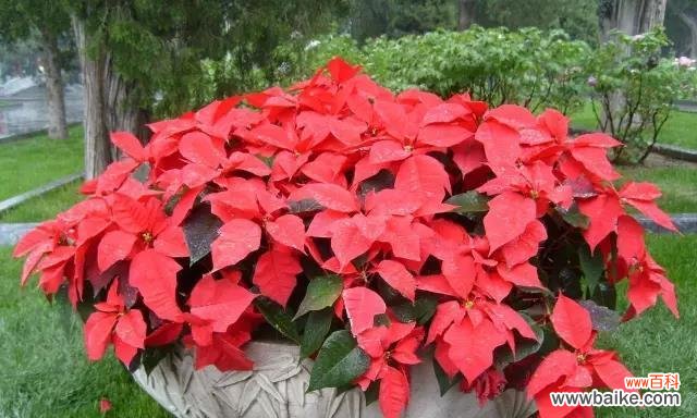 以马利筋花语的诠释与传承 以马利筋花语,探寻花开背后的情感世界