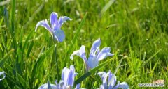 美丽 以马兰花代表的意义与象征