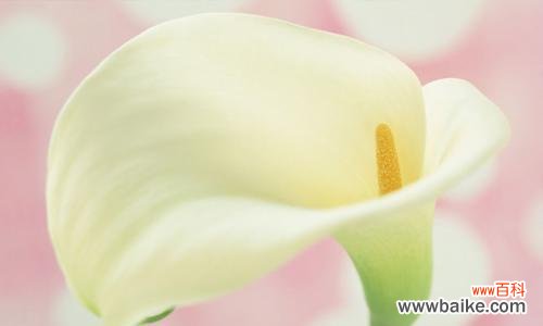 探秘马蹄莲花的花语及独特魅力 马蹄莲花的美丽与象征意义