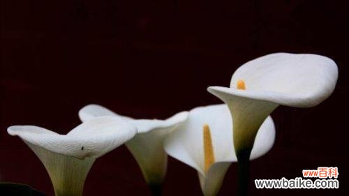 探秘马蹄莲花的花语及独特魅力 马蹄莲花的美丽与象征意义