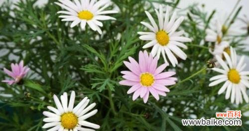 探索玛格丽特花的象征与文化内涵 玛格丽特花的寓意与意义