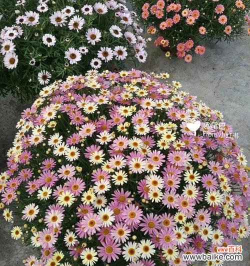 探索玛格丽特花的象征与文化内涵 玛格丽特花的寓意与意义