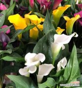 探索马蹄莲花所传达的意义 以马蹄莲寓意什么