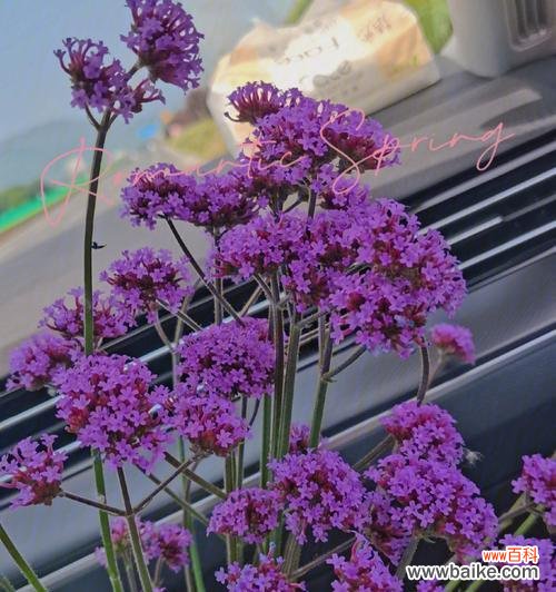 探寻以马鞭草的花语与象征意义 以马鞭草花语