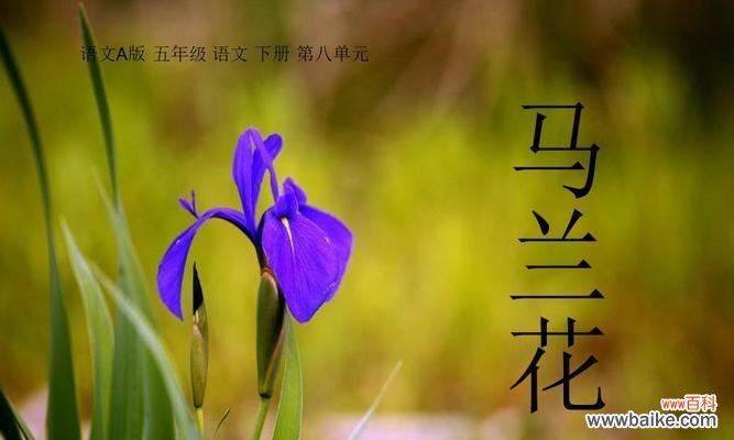 探寻以马兰花的花语和文化内涵 以马兰花花语之美——古老的神秘与悠久的传承