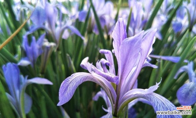 探寻以马兰花的花语和文化内涵 以马兰花花语之美——古老的神秘与悠久的传承