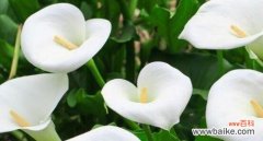 以马蹄莲为主题的花卉文化探索 马蹄莲