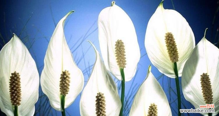 探寻马蹄莲的花语及文化意义 马蹄莲花