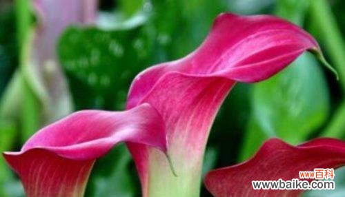 探寻马蹄莲花所代表的美好与启示 马蹄莲花语的含义与象征