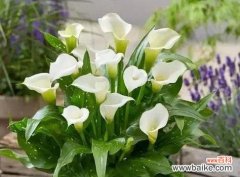 传承生命之美的马蹄莲花的含义与象征 马蹄莲花之美