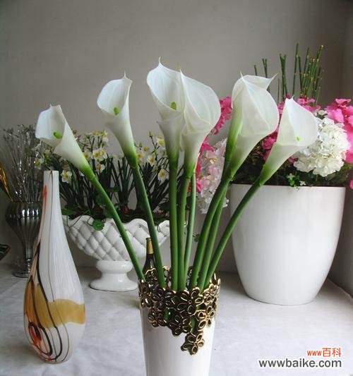 传承生命之美的马蹄莲花的含义与象征 马蹄莲花之美