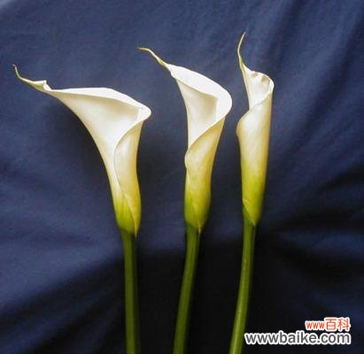 传承生命之美的马蹄莲花的含义与象征 马蹄莲花之美