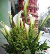 以马蹄莲花语传递的美好寓意 马蹄莲，美好寓意绽放