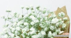 满天星的含义及象征力传承 满天星