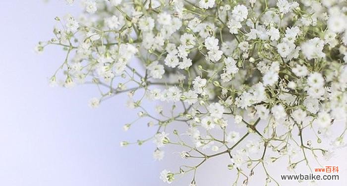 探寻满天星的浪漫意义与传递的爱情信息 满天星的爱情花语