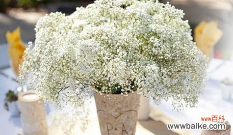 探寻满天星的浪漫意义与传递的爱情信息 满天星的爱情花语