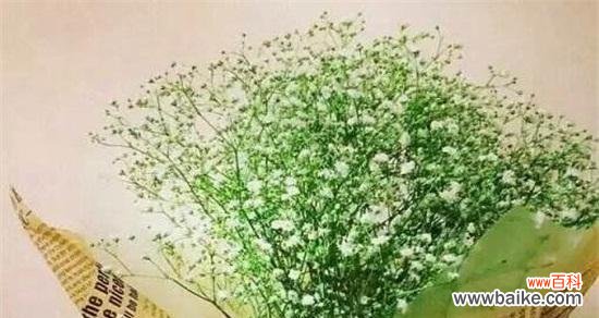 探寻满天星的浪漫意义与传递的爱情信息 满天星的爱情花语