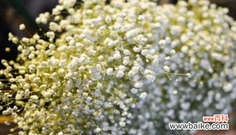 探寻满天星的美丽与传情 满天星之花语及其寓意