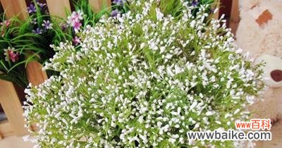 满天星花开在心间 满天星的寓意与象征意义