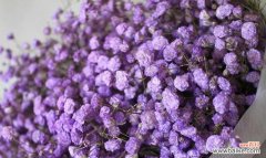 揭示满天星的神秘力量与美丽寓意 满天星花语及寓意解析